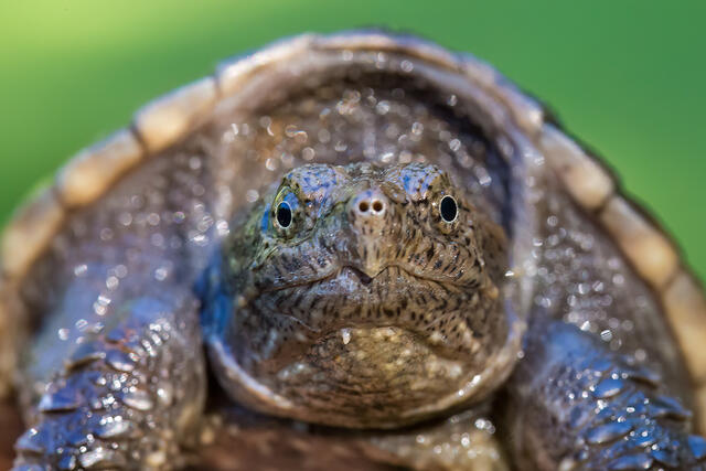 Snapping turtle print