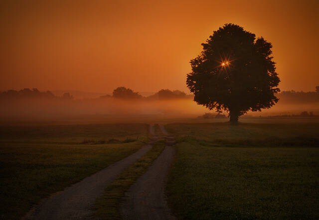 Back Lit Tree print