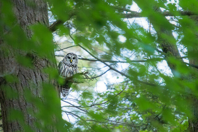 Barred Owl print