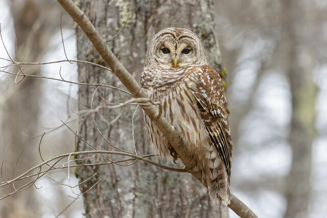 Barred Owl print
