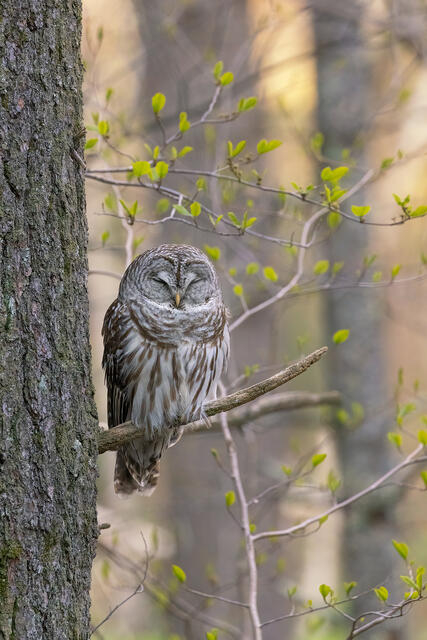 Barred Owl print