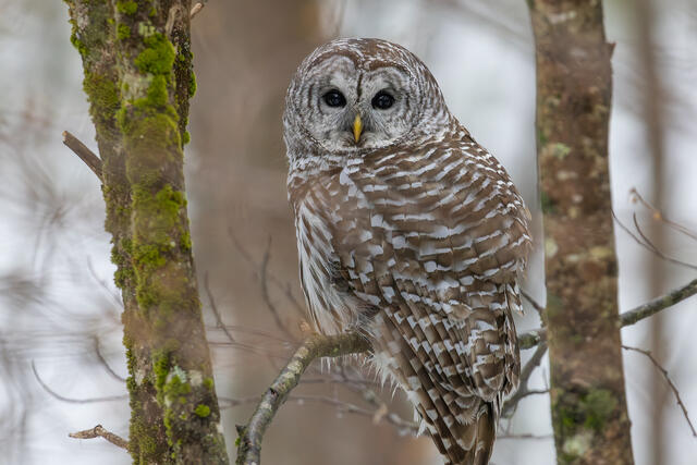 Barred Owl print