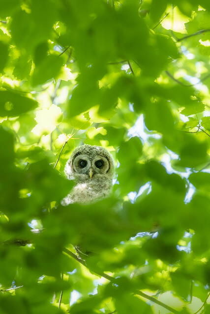 Barred Owlet print