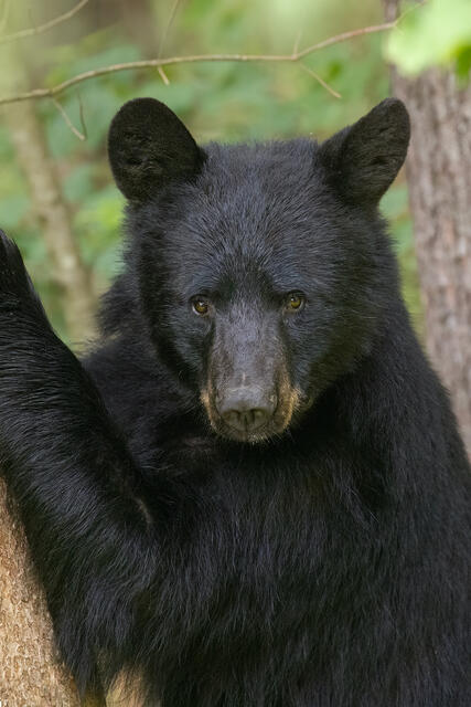 Black Bear print