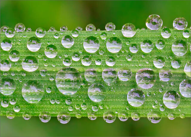 Blade of Grass print