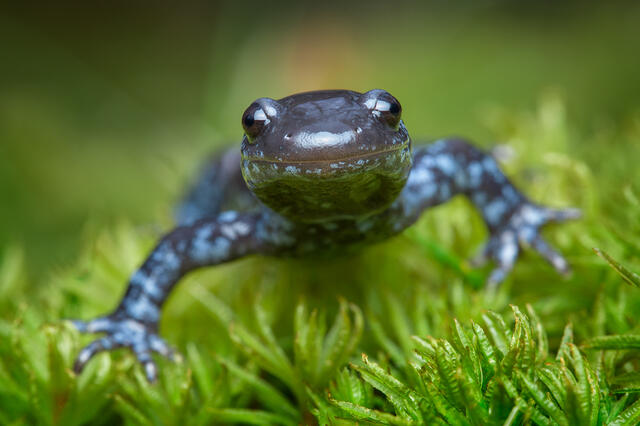 Blue Spotted Salamander print