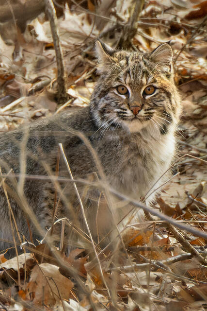 Eastern Bobcat print