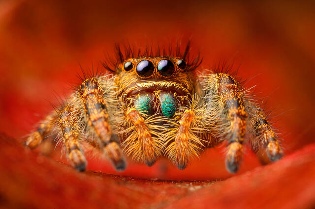 Phidippus audax print