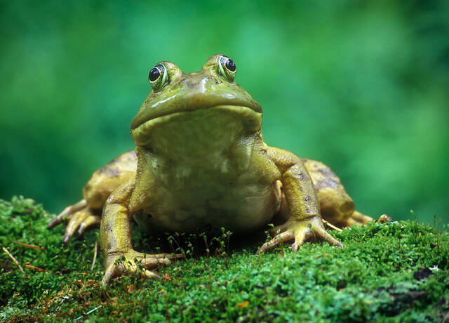 Bull Frog print