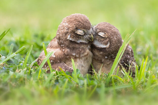Cuddling print