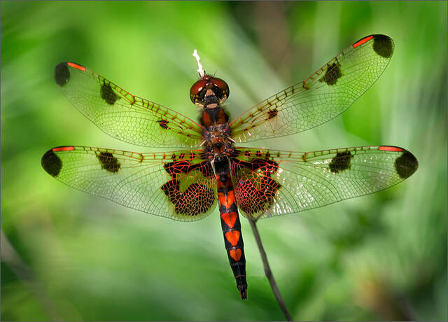 Calico Pennant print