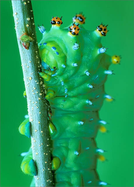 Cecropia Caterpillar print