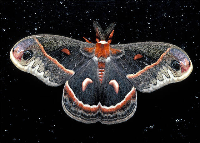 Cecropia Moth print