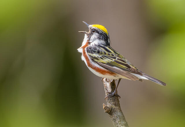 Chestnut-sided warbler print