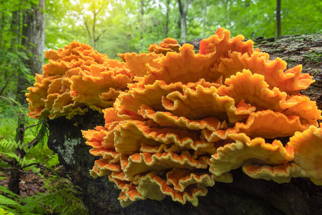 Chicken of the Woods print