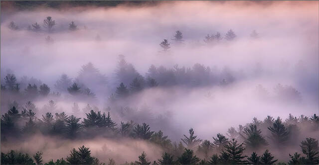 Cloud Forest print