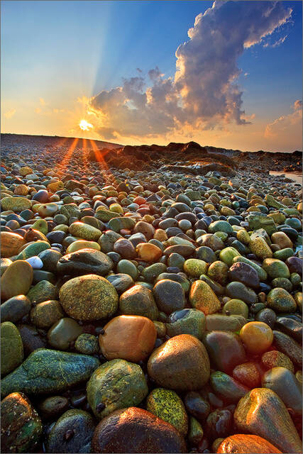 Cohasset Gold print
