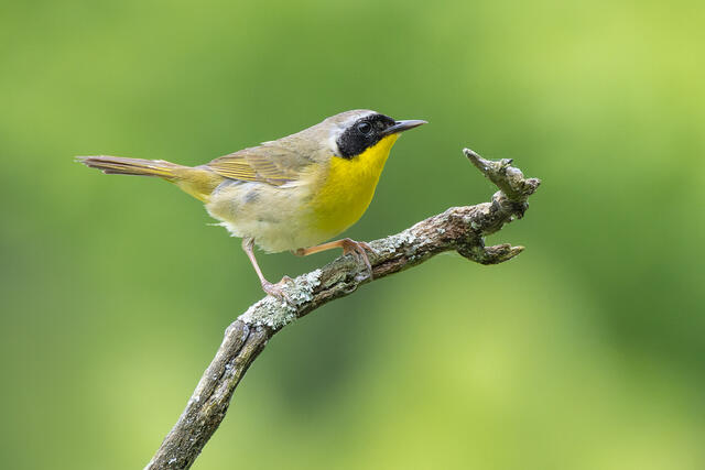 Common yellowthroat print