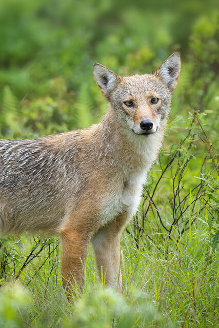 Eastern Coyote print