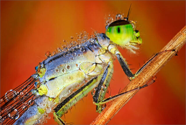 Damselfly print