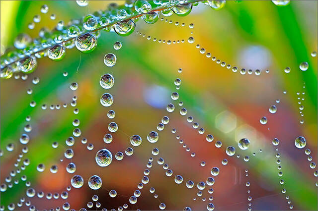 Making Dew print