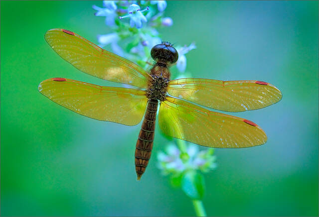 Eastern Amberwing (male) print