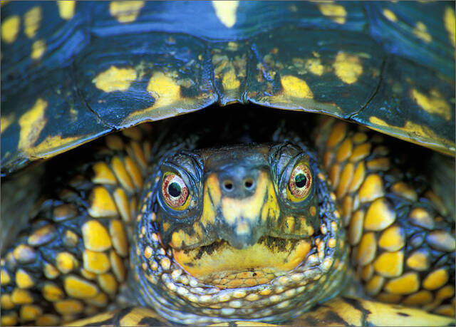 Eastern Box Turtle print