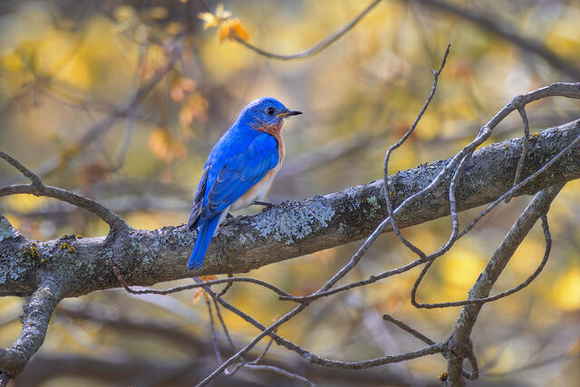 Eastern Bluebird print
