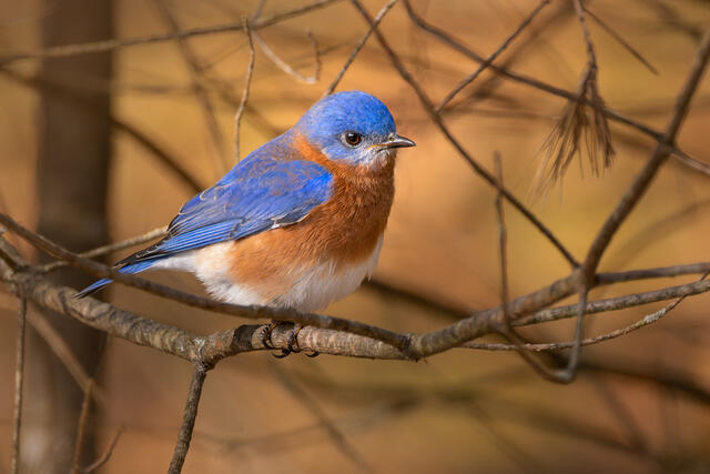 Eastern Blue Bird print