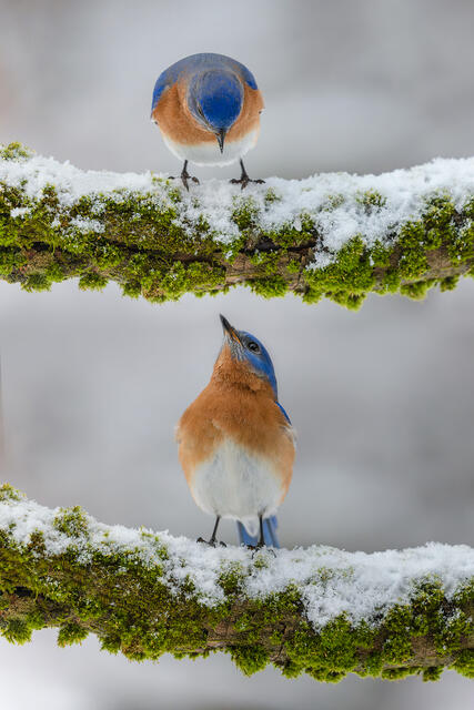 Blue Bird Conversation print