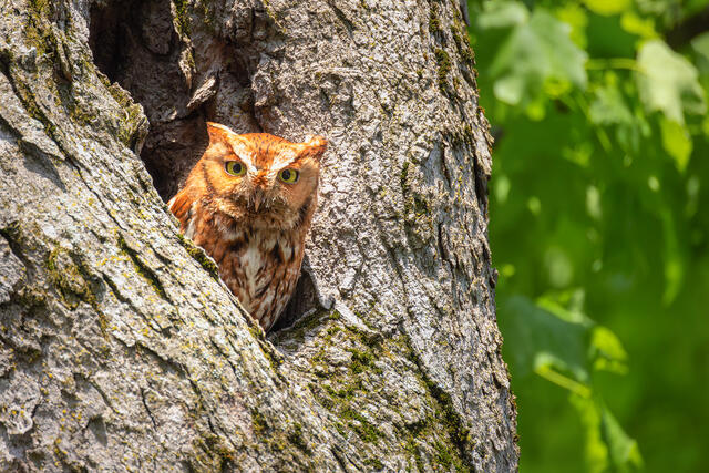 Eastern Screech Owl-(red morph) print