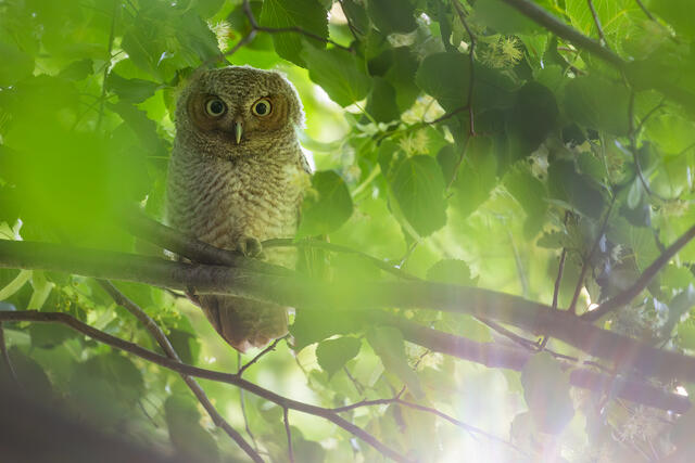 Eastern Screech Owlet print
