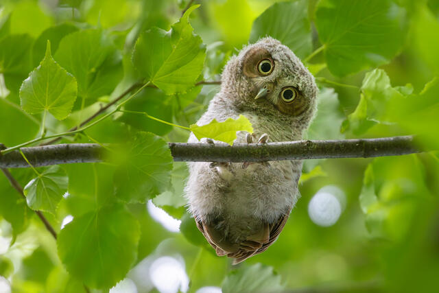 Eastern Screech Owlet print