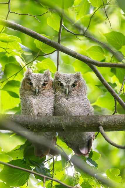 Eastern Screech Owlets (pair) print