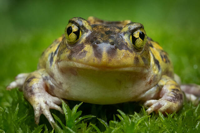 Eastern Spadefoot print