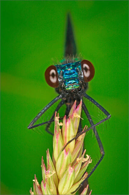 Jewel Wing Damselfly print