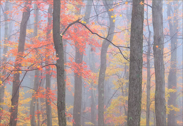 Fire in the Fog print