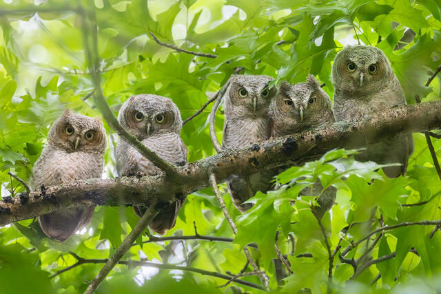 Eastern Screech Owlets print