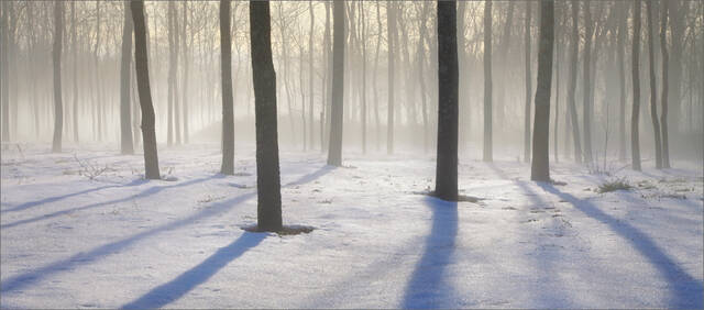 Forest Shadows print