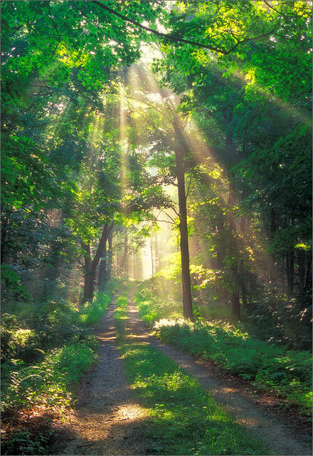 Forest Sunshine print