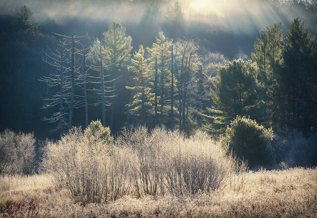 Frost print