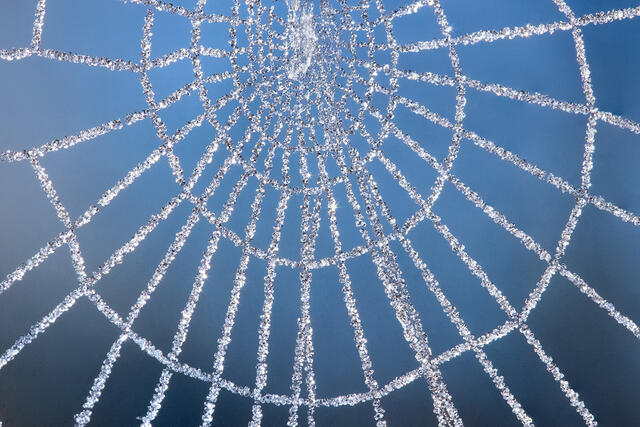 Frozen Web print