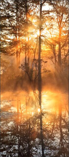 Golden Fog print