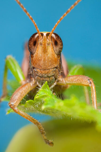 Grasshopper print