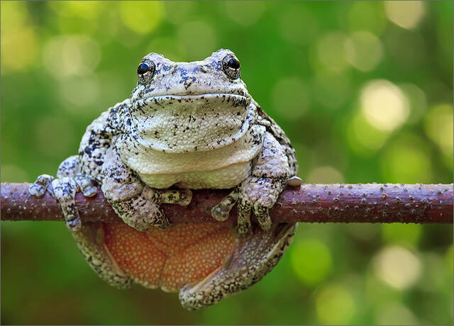 Gray Treefrog print