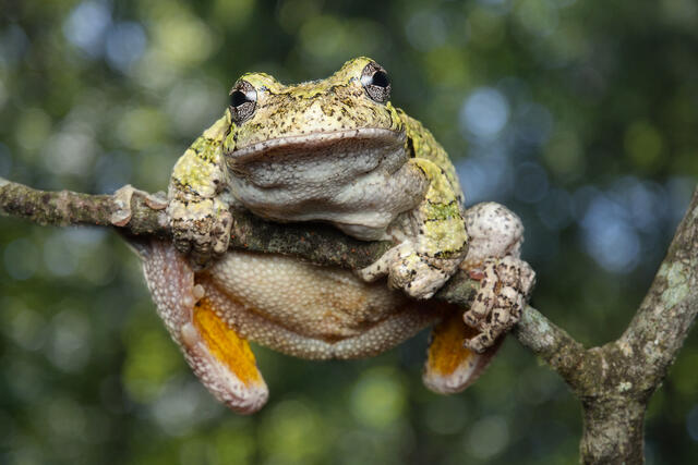 Gray Treeefrog print