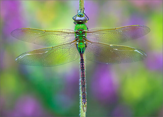 Green Darner print