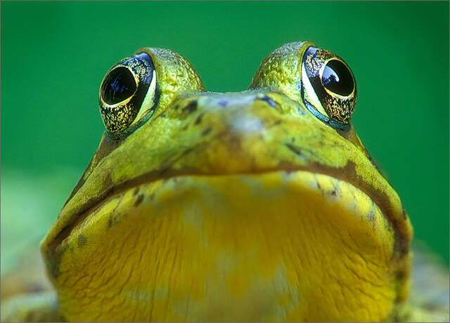 Green Frog print