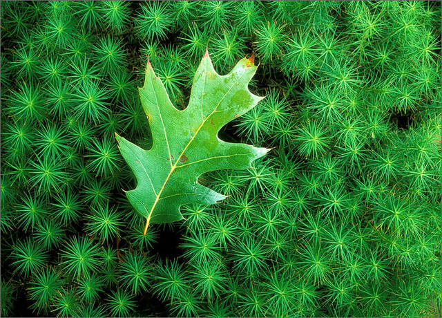 Green Stars print