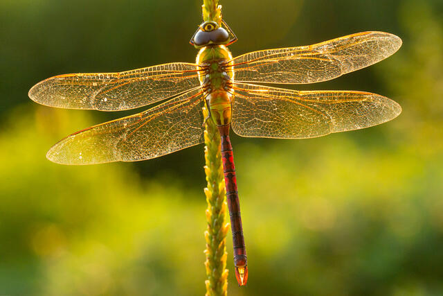 Green Darner print